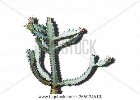Green And White Cactus On White Background