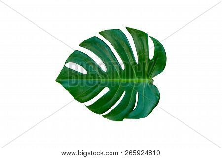 Tropical Palm Leaves Isolated On White Background.