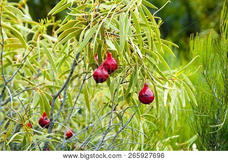 Desert Quandong Fruit Plant In The Outback