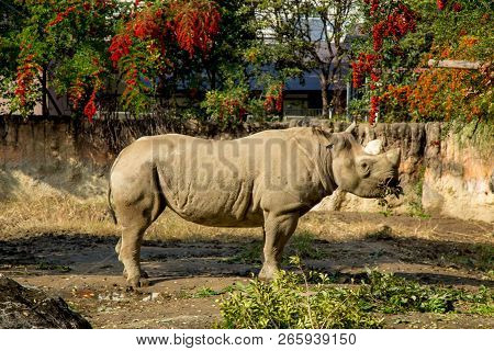 Tennoji Zoo, Osaka, Kansai, Japan - November 2017 : Giant Rhino Stand And Enjoy Eating Grass In Open