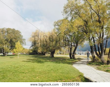 Beautiful Big Tree In The Nature.place Visit To New Zealand
