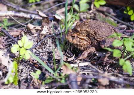 The Pairing Of Common Toads