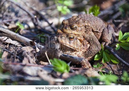 The Pairing Of Common Toads