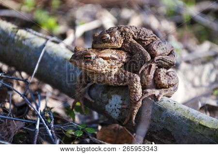 The Pairing Of Common Toads, Bugo-bufo On The Ground