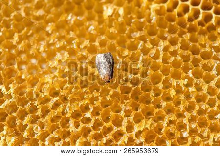 Galleria Mellonella, Wax Moth - Bee Parasite - A Distinctive Moth In Family Pyralidae, On A Bee Fram