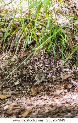 Red-backed Voles Are Small Slender Voles Of The Genus Myodes Found In North America Europe And Asia.