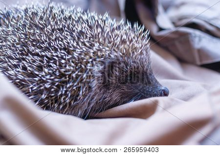 Spiky Hedgehog Sitting On Textile Material On The Floor Indoors