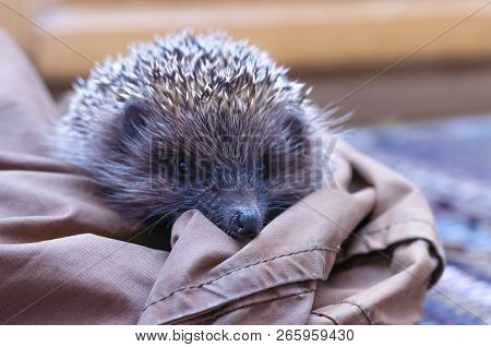 Spiky Hedgehog Sitting On Textile Material On The Floor Indoors