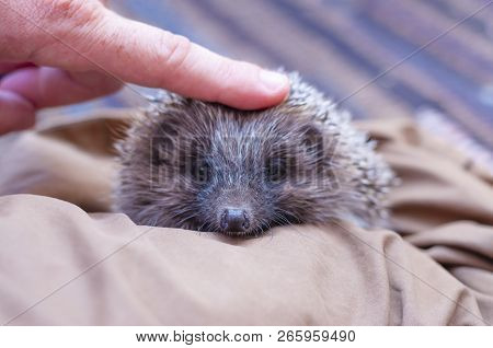 A Hedgehog Is Any Of The Spiny Mammals Of The Subfamily Erinaceinae, In The Eulipotyphlan Family Eri