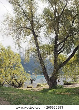 Big Tree In The Park Beautiful In Nature