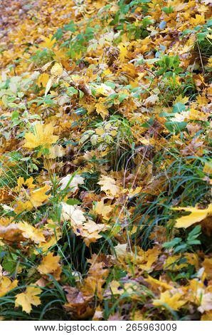 Land Full Of Fallen Yellow Maple Leaves