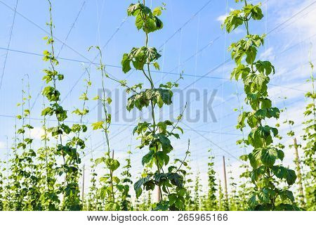 Growing Hops. Young Green Hops On The Plantation