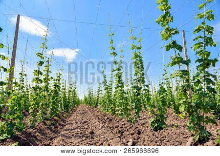 Growing Hops. Young Green Hops On The Plantation