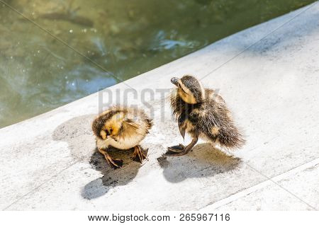 Young Ducklings Washing And Drying Near The Pond. Ducks Are Medium Sized Aquatic Birds Related To Ot