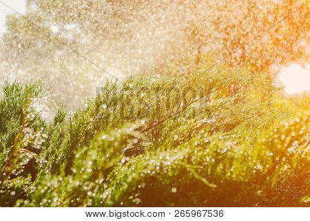 Drops Of Dew On Juniper. Green Juniper Branches In The Summer Sun.