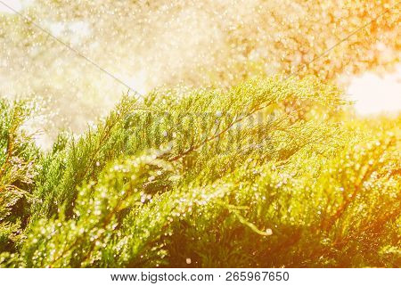 Drops Of Dew On Juniper. Green Juniper Branches In The Summer Sun.
