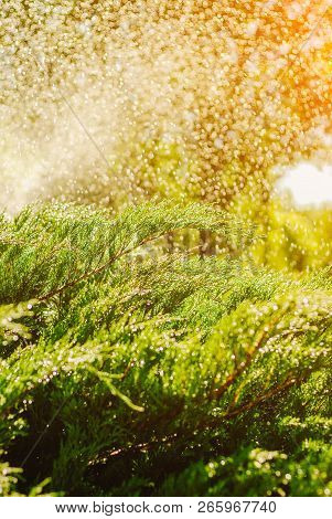 Drops Of Dew On Juniper. Green Juniper Branches In The Summer Sun.