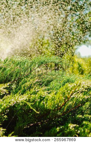 Drops Of Dew On Juniper. Green Juniper Branches In The Summer Sun.