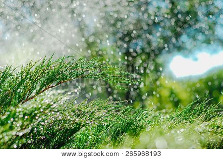 Drops Of Dew On Juniper. Green Juniper Branches In The Summer Sun.