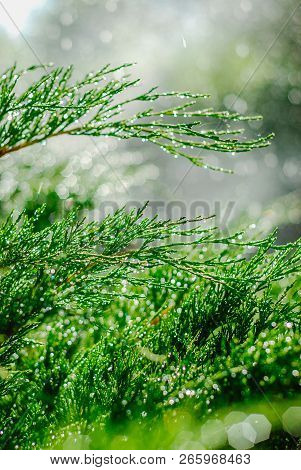 Drops Of Dew On Juniper. Green Juniper Branches In The Summer Sun.