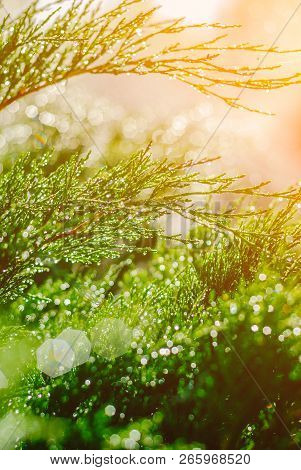 Drops Of Dew On Juniper. Green Juniper Branches In The Summer Sun.