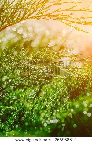 Drops Of Dew On Juniper. Green Juniper Branches In The Summer Sun.