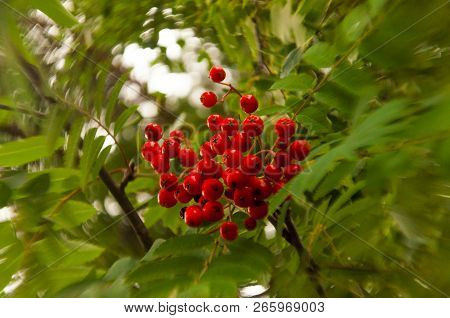 Bunch Of Red Berries Of Rowan, Rowanberry, Sorb, Rowan-tree Growing Up On A Tree Branch