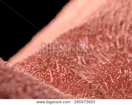 3d rendered illustration of human cilia