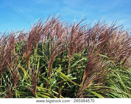 Miscanthus Sinensis (chinese Silver Grass) Blowing In The Autumn Breeze