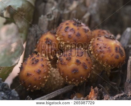 Pholiota Aurivella Mushroom On An Old Stump