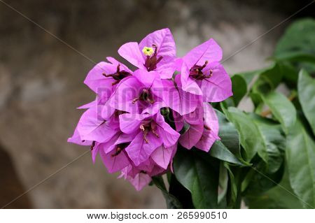 Bougainvillea Hardy Vine Plant With Multiple Magenta-scarlet Bracts Around Small Yellow Flowers On D