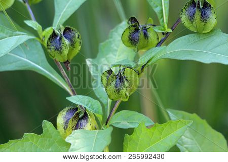 Nicandra Physalodes Or Apple-of-peru Or Shoo-fly Plant Multiple Lantern Like Green To Black Flower B
