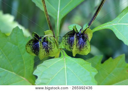 Nicandra Physalodes Or Apple-of-peru Or Shoo-fly Plant Two Lantern Like Green To Black Flower Buds S