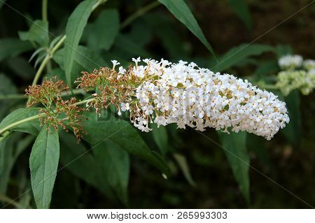 Summer Lilac Or Buddleia Davidii Or Butterfly-bush Or Orange Eye Flowering Plant With Pure White Sma