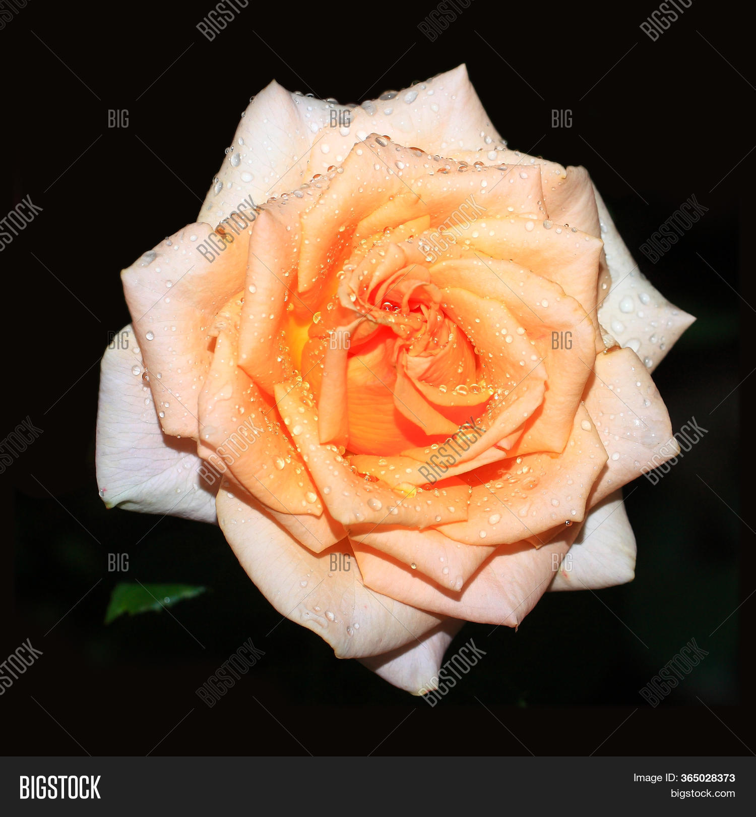 Art Photo Rose Petals Image & Photo (Free Trial) Bigstock