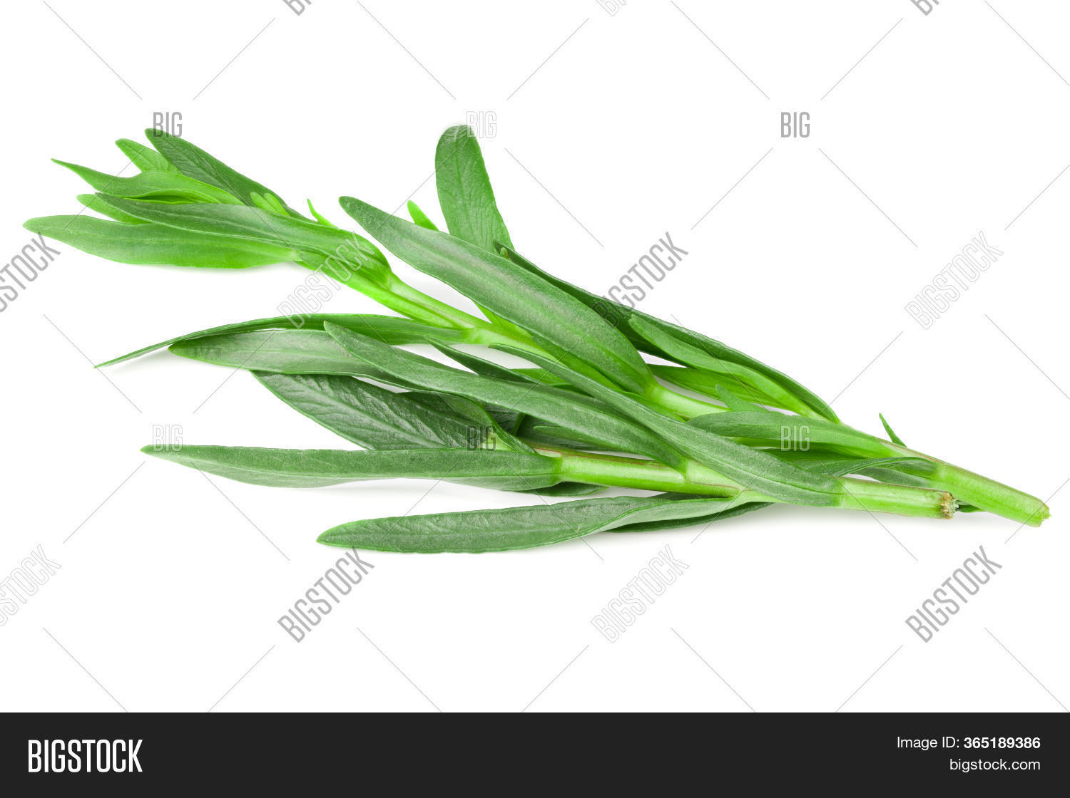 Tarragon Leaves Image & Photo (Free Trial) Bigstock