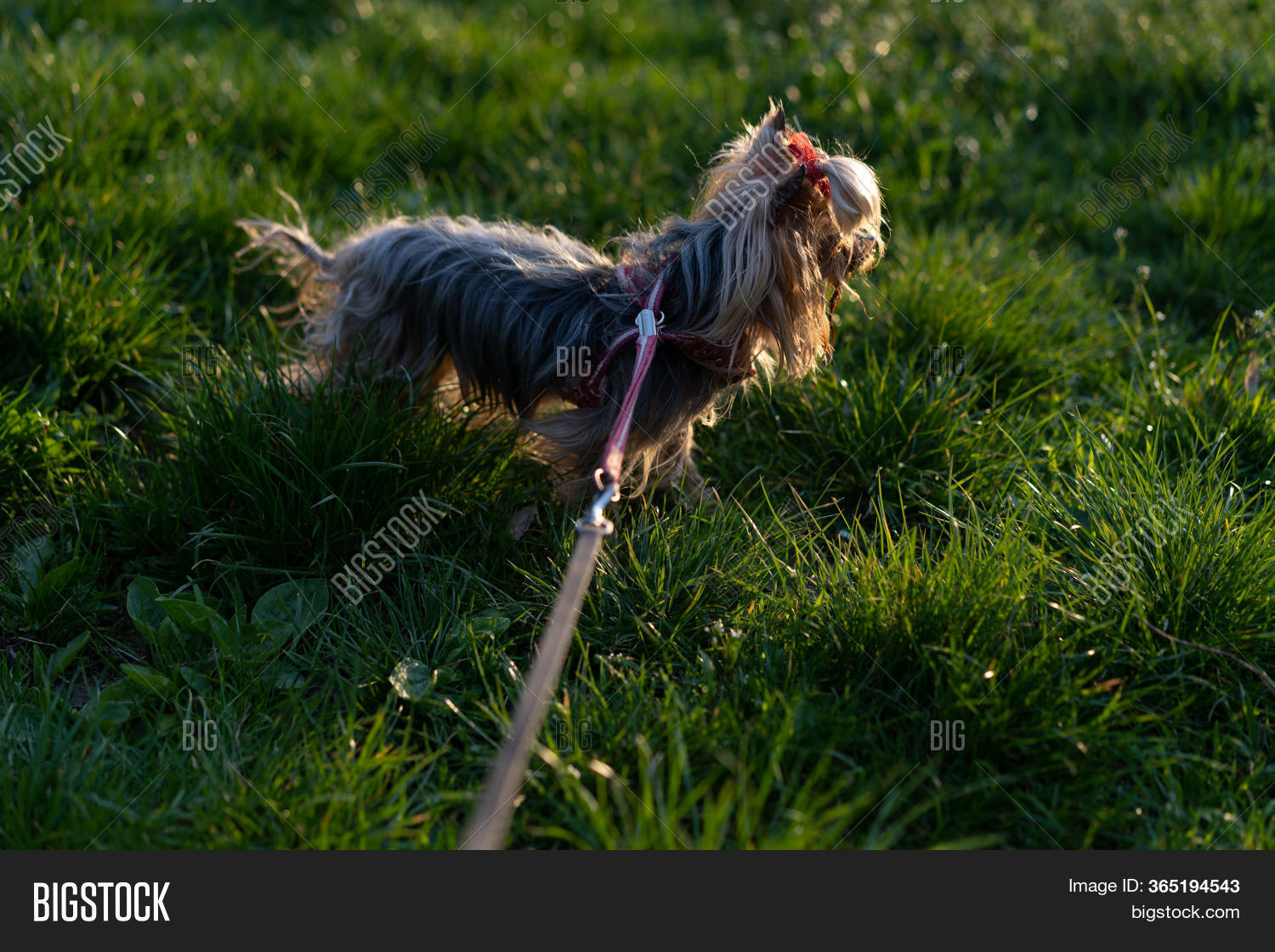 Yorkshire Terrier On Image & Photo (Free Trial) Bigstock