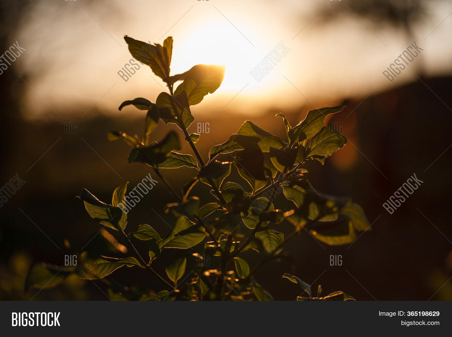 Tree Shine Leaves Tree Shine Image & Photo (Free Trial) | Bigstock