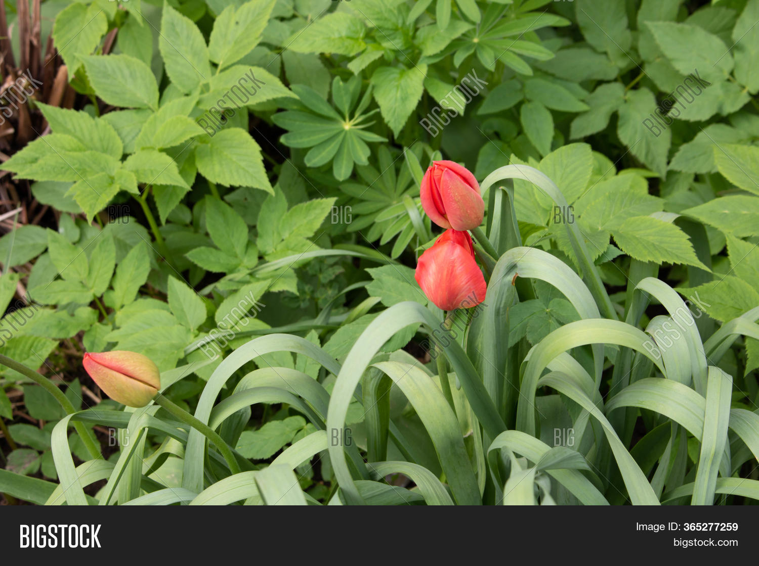 Unopened Pink Tulips Image & Photo (Free Trial) Bigstock