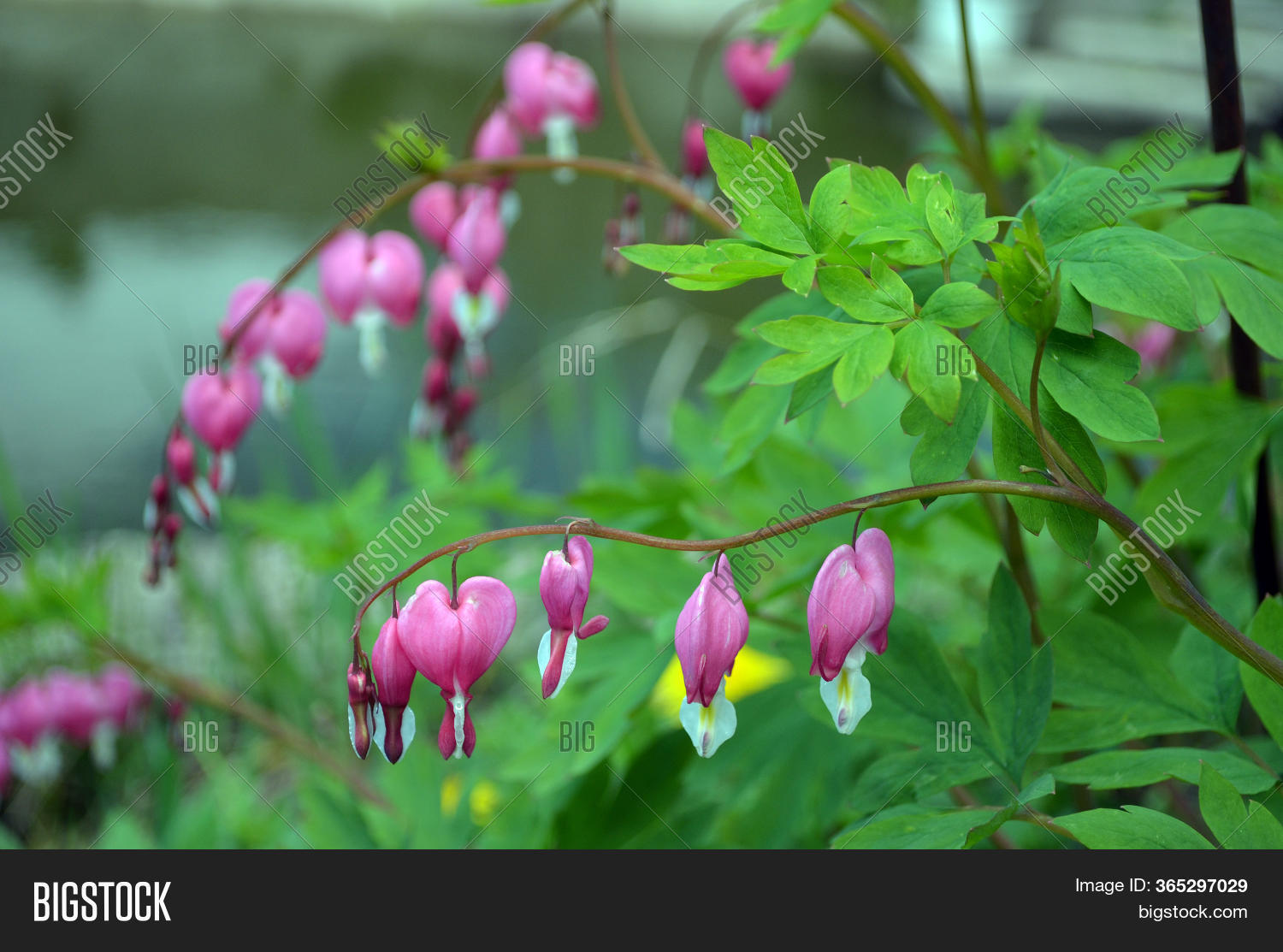 Flower Broken Heart Image & Photo (Free Trial) Bigstock