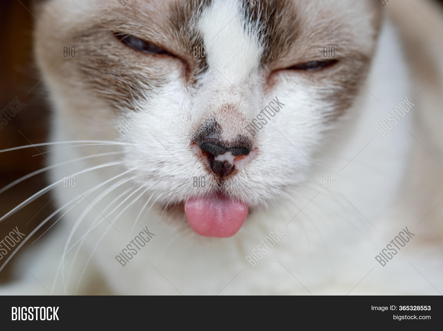 Cat Tongue Hanging Out Image & Photo (Free Trial) Bigstock