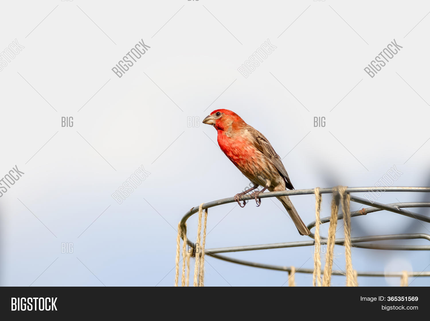 Red Breasted Sparrow Image & Photo (Free Trial) Bigstock