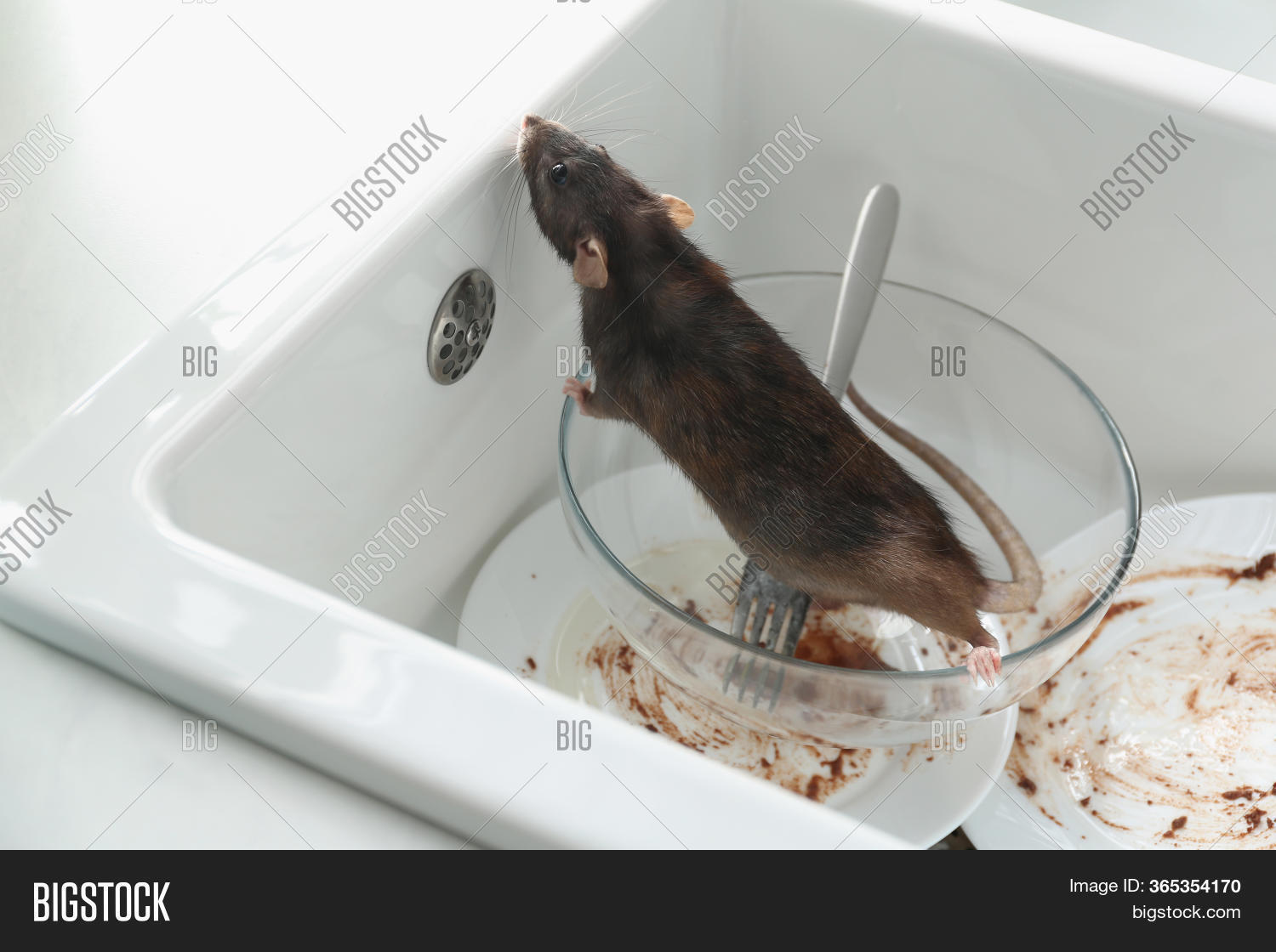 Rat Dirty Dishes Image & Photo (Free Trial) Bigstock