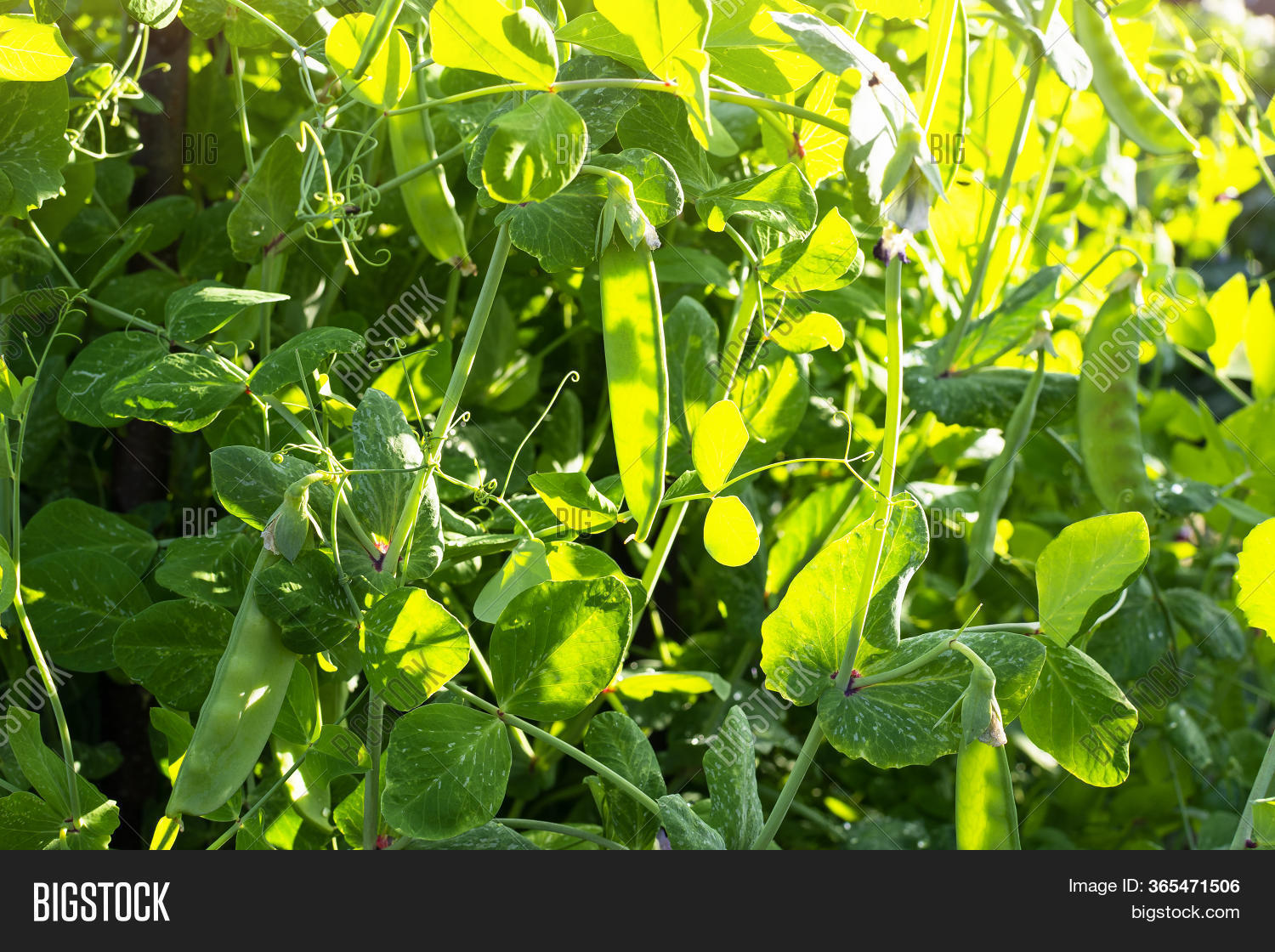 Green Sweet Peas Image & Photo (Free Trial) Bigstock