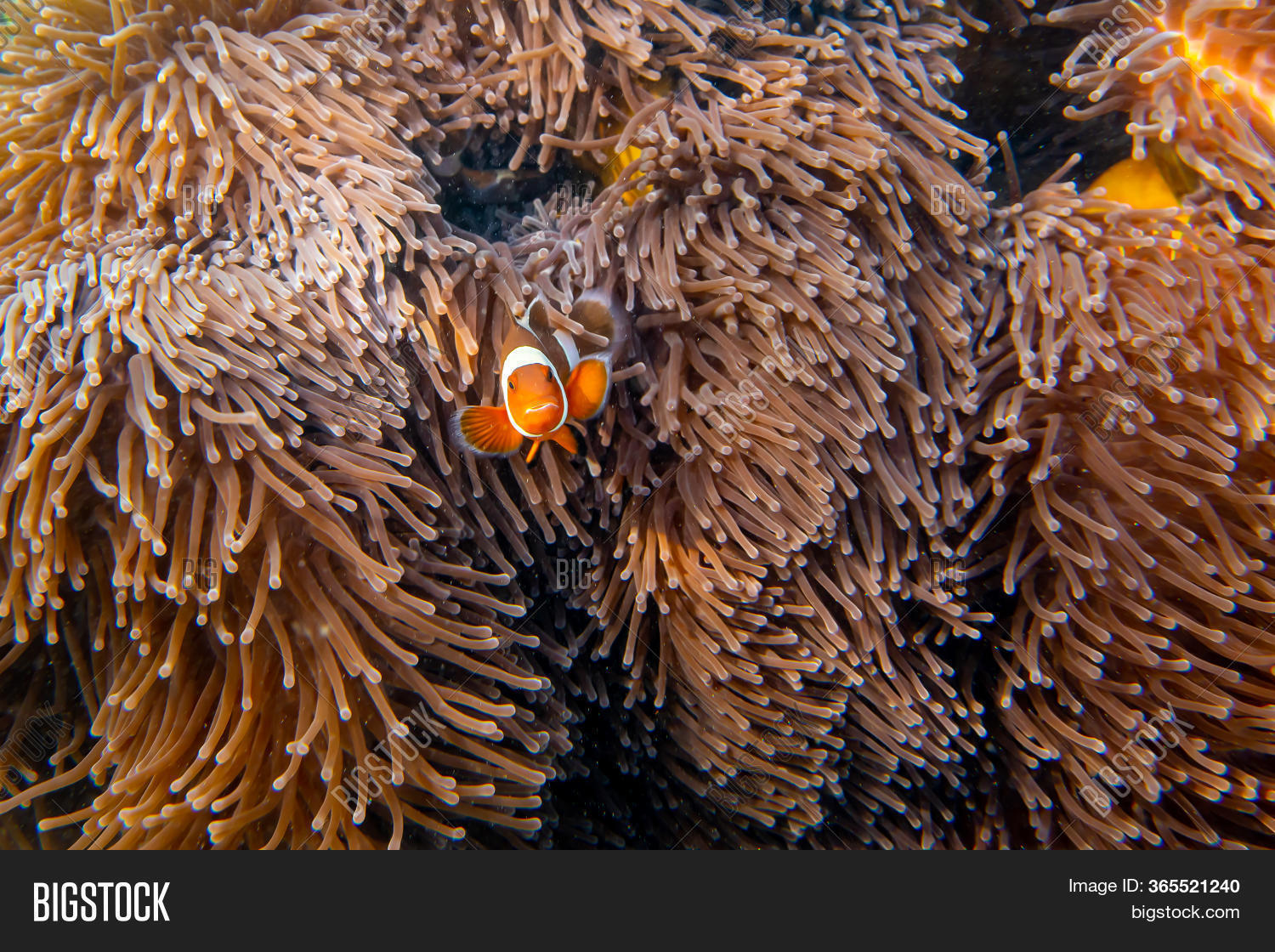 Clownfish (latin Name Image & Photo (Free Trial) Bigstock