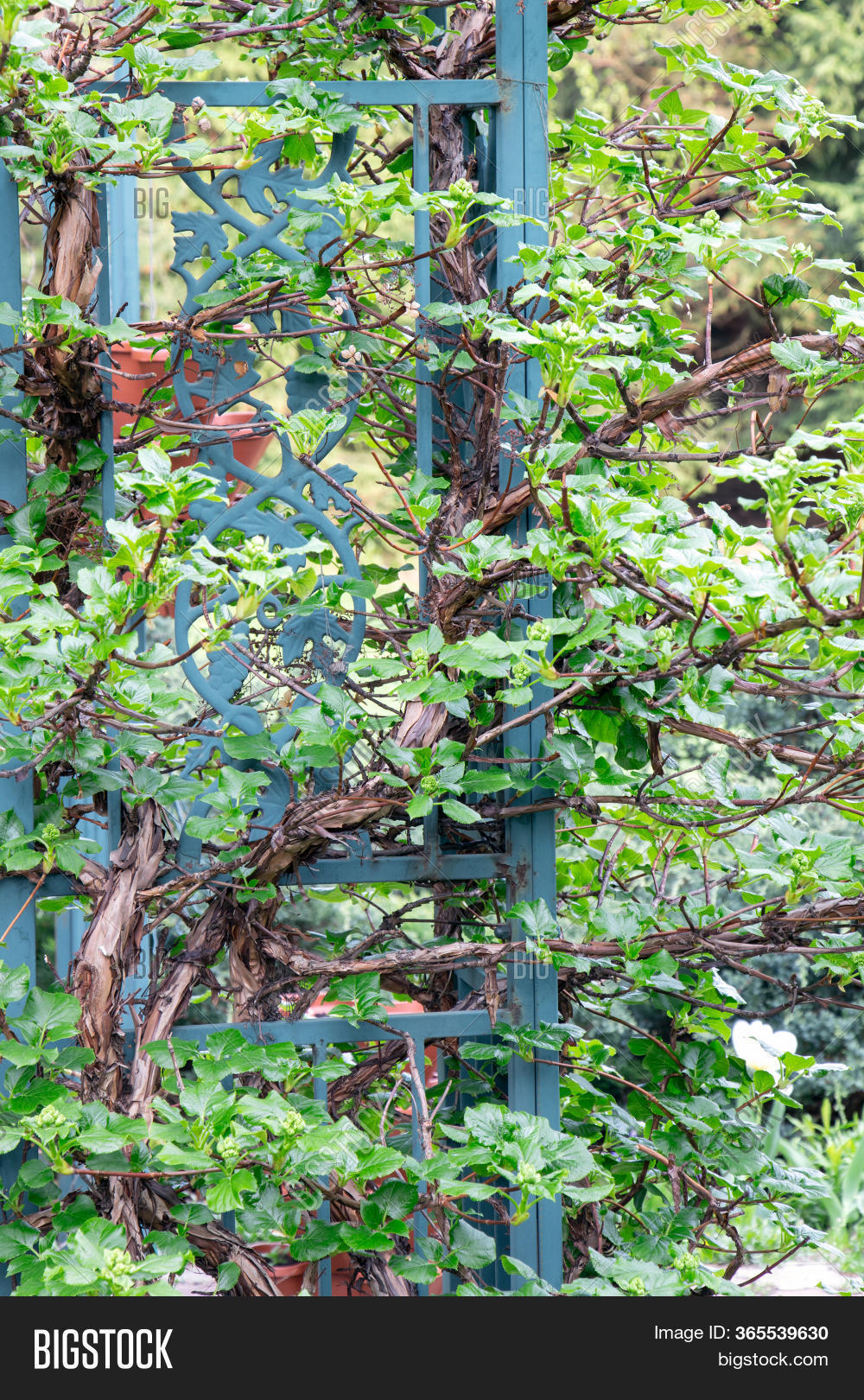 Hydrangea Petiolaris. Image & Photo (Free Trial) Bigstock