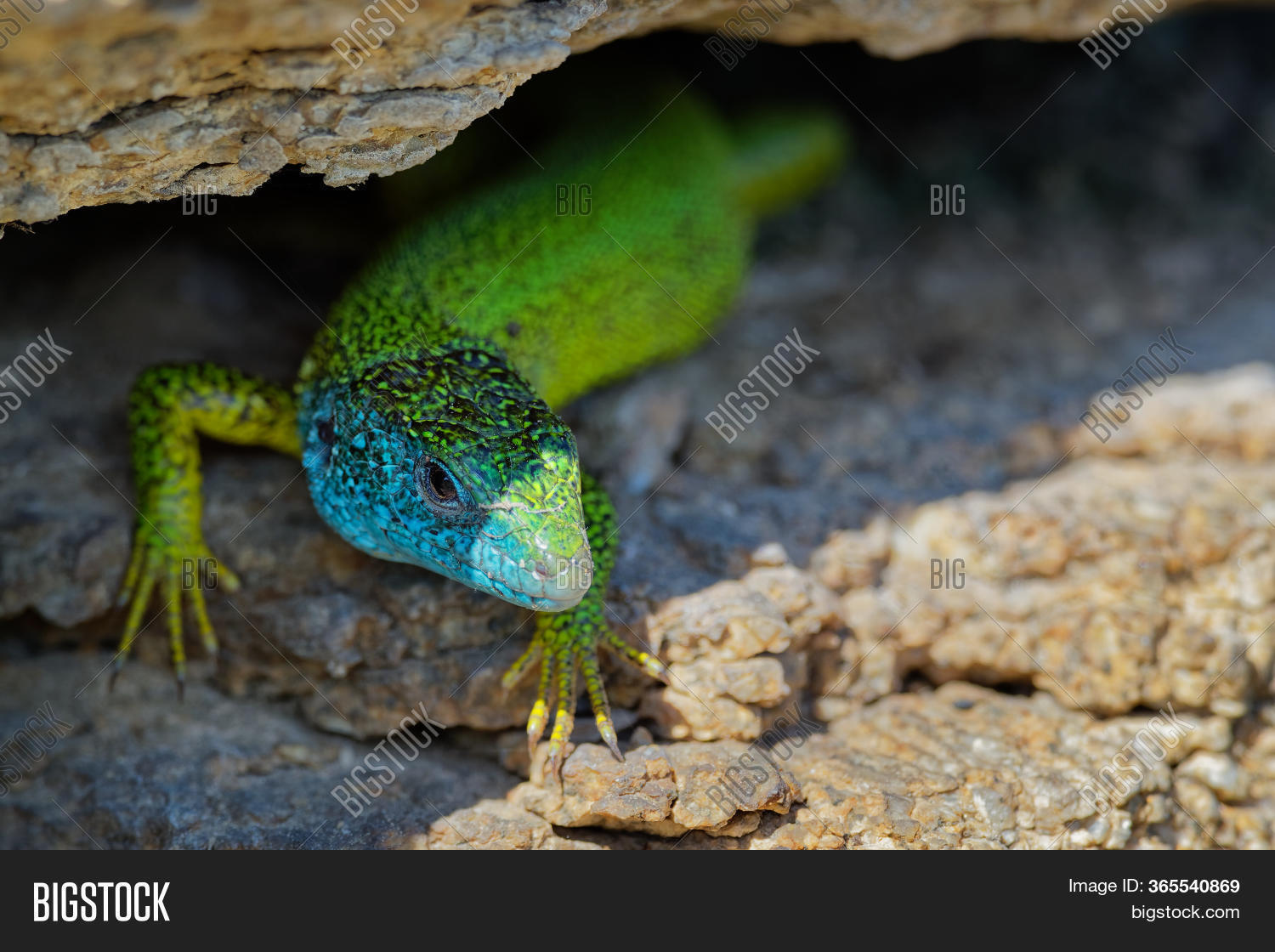 European Green Lizard Image & Photo (Free Trial) | Bigstock