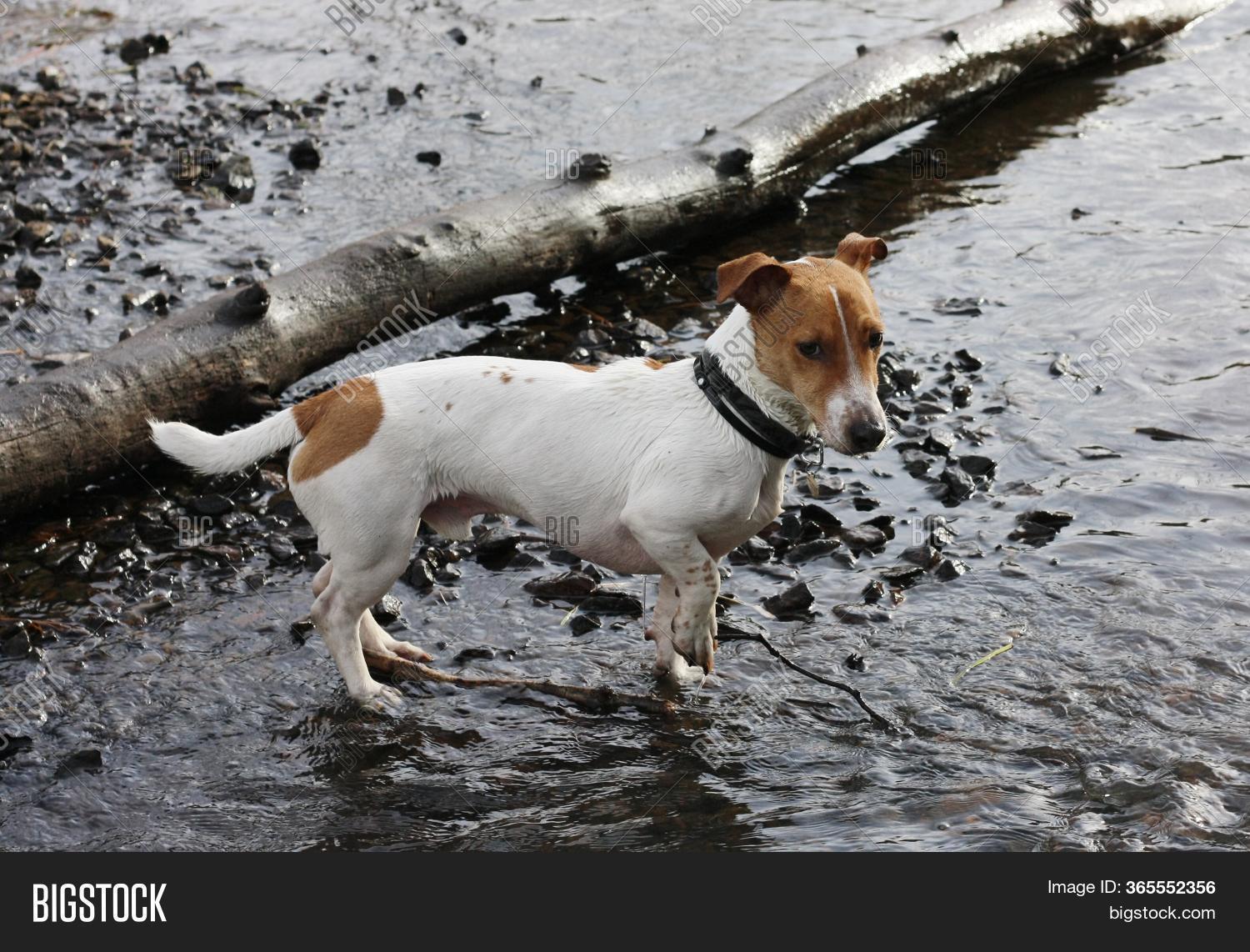 Cute White Dog Brown Image & Photo (Free Trial) Bigstock