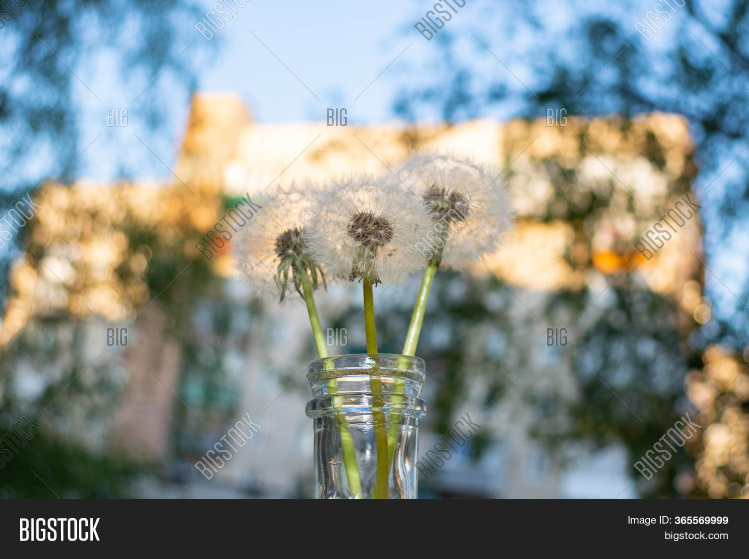 Three Dandelions Vase Image & Photo (Free Trial) | Bigstock