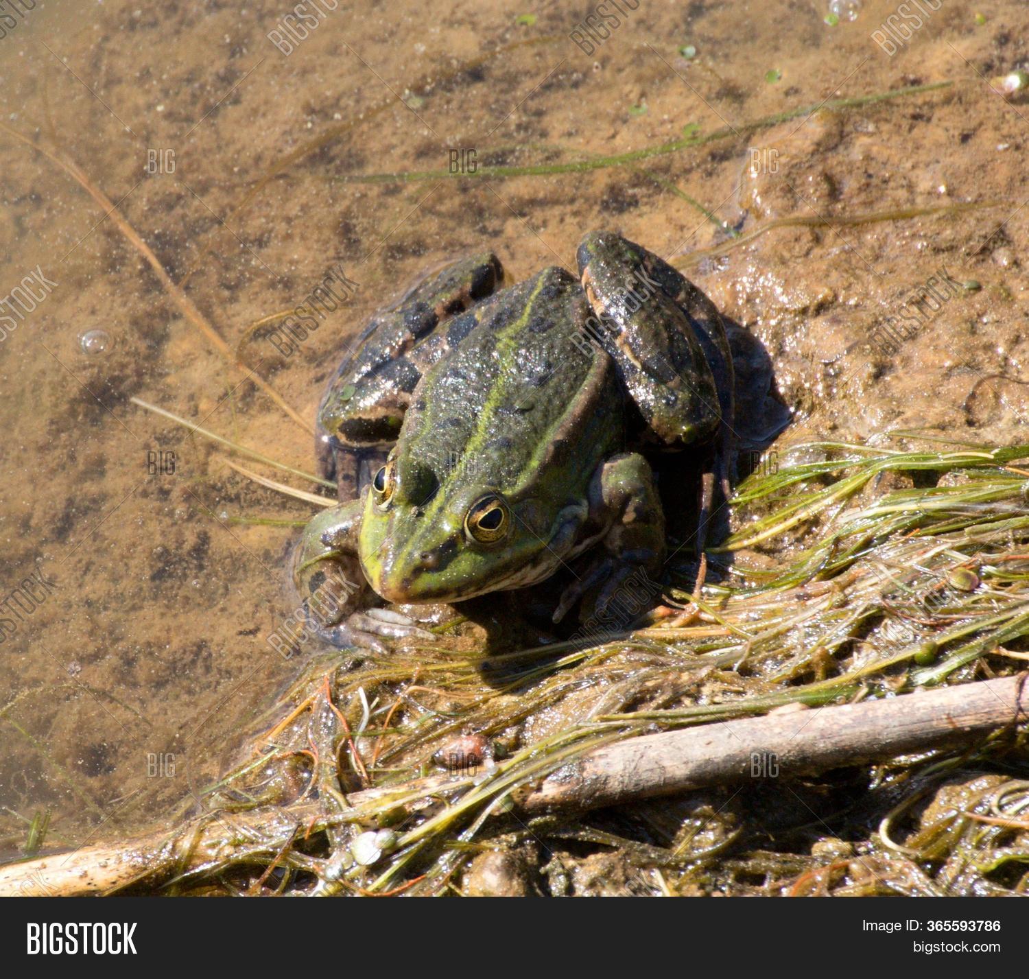 Frog (anura, Syn. Image & Photo (Free Trial) Bigstock
